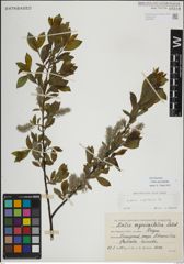 Foto von Salix myrsinifolia Salisb.